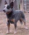 Click here for more detailed Australian Cattle Dog breed information and available puppies, studs dogs, clubs and forums